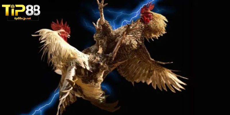 Các trò chơi Đá gà TIP88 nổi bật hiện nay