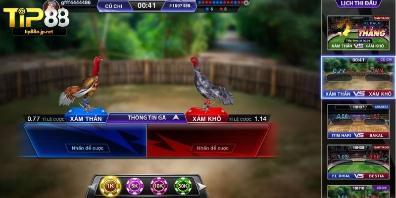 Quy định cơ bản trong đá gà cựa sắt nên biết